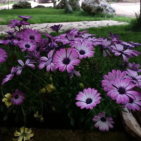 דירה Masseria Pesco