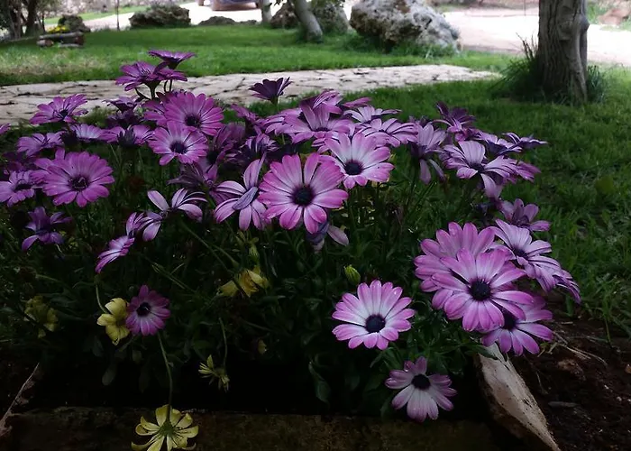 Apartment Masseria Pesco